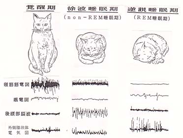 猫の睡眠各期と脳波