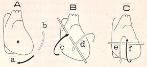 身体前後軸、心臓長軸、身体横軸周りの回転（Goldberger)